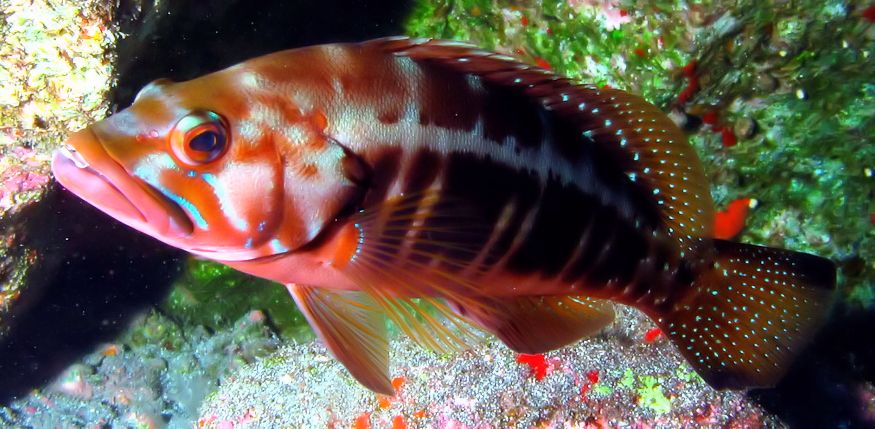 Serranus atricauda_04.jpg